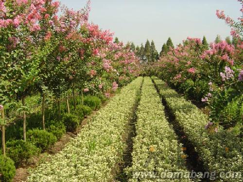 苗木  青岛枯桃红旗升花木有限公司