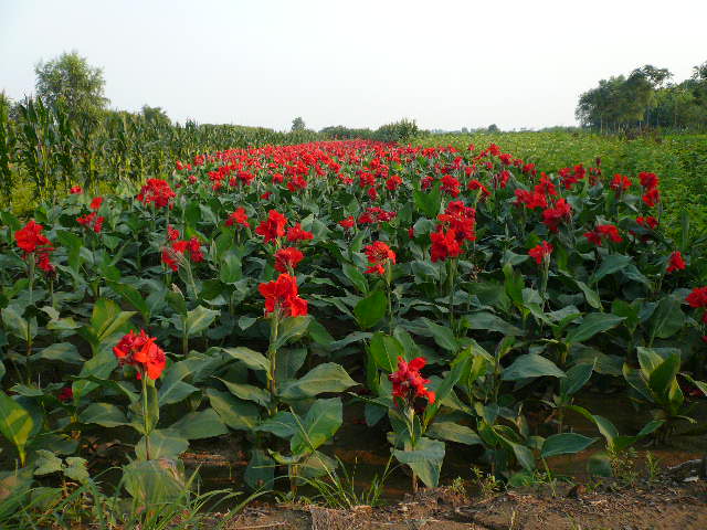 芭蕉 青岛苗圃;园林绿化;园林设计;园林施工;园林苗圃花; 苗圃-青岛康庄园绿化养护有限公司