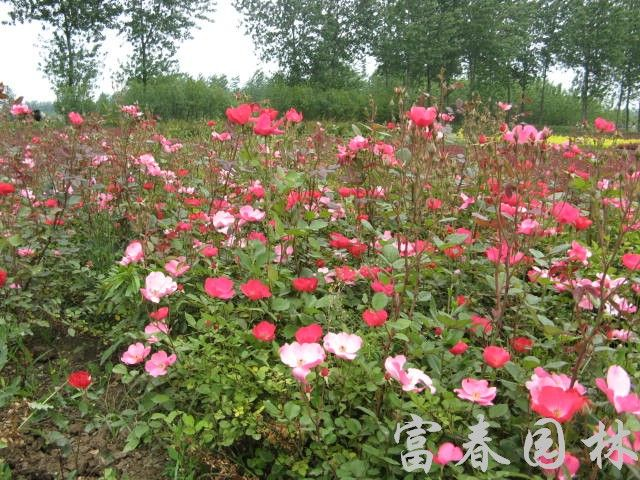 丰华月季 青岛园林;青岛苗木;青岛乔木;青岛苗圃;青岛绿化;园林绿化; 青岛三龙园林绿化有限公司