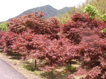 红枫 青岛园林;青岛苗木;青岛乔木;青岛苗圃;青岛绿化;园林绿化; 青岛三龙园林绿化有限公司